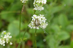 Silene sendtneri