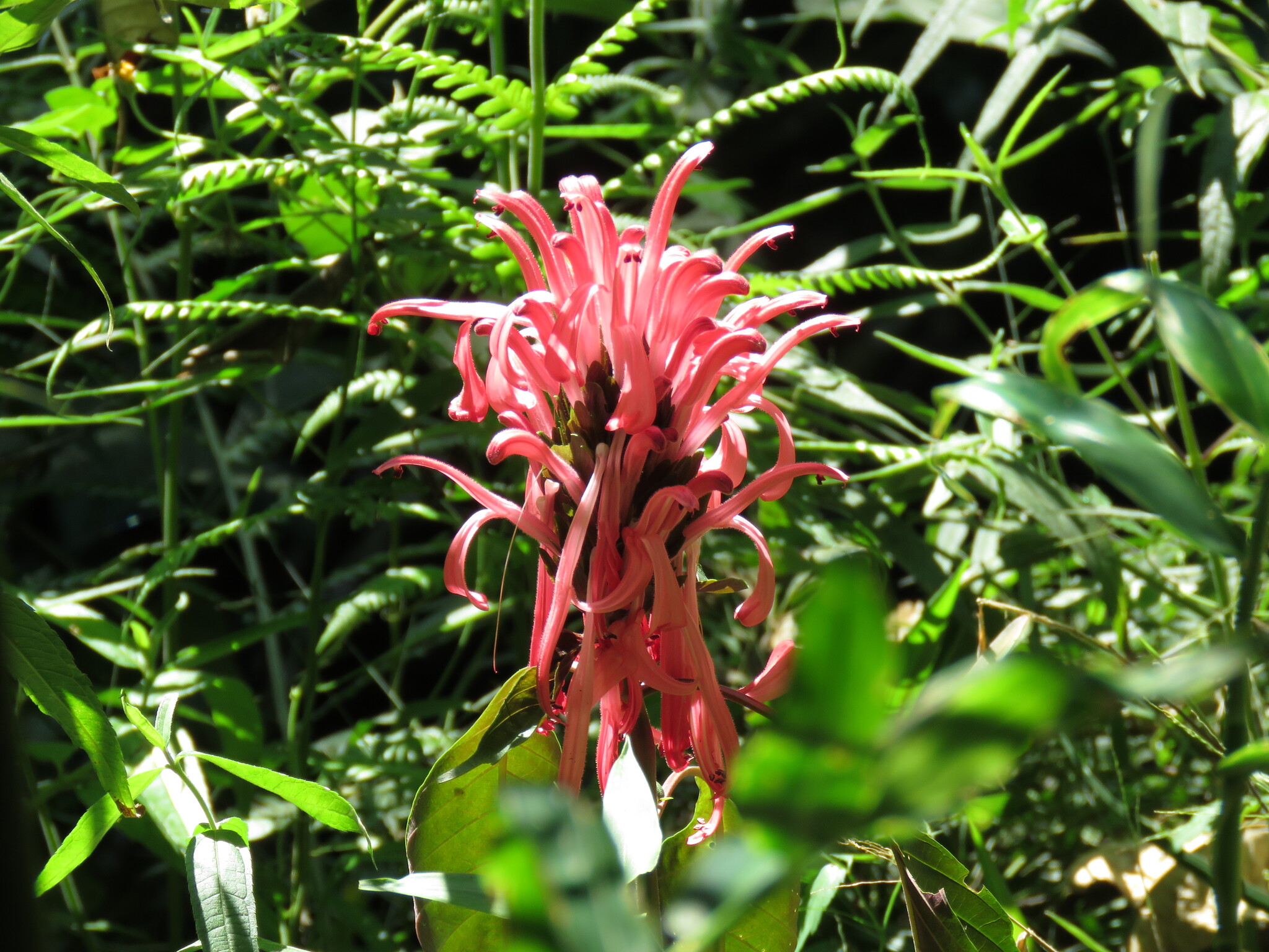 Justicia carnea