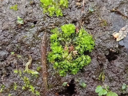 Acid Frillwort (Fossombronia wondraczekii)