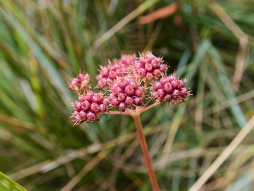 Parsley Water-dropwort (Oenanthe lachenalii)