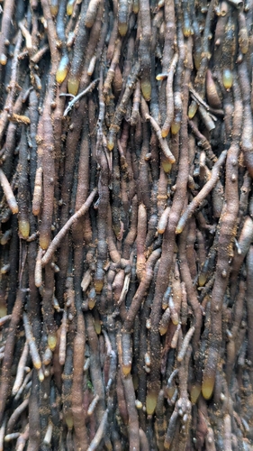 Sphaeropteris intermedia, photograph 5