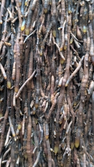 Sphaeropteris intermedia, photograph author not stated, no rights reserved