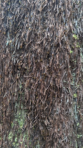Sphaeropteris intermedia, photograph 6