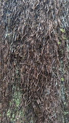 Sphaeropteris intermedia, photograph author not stated, no rights reserved