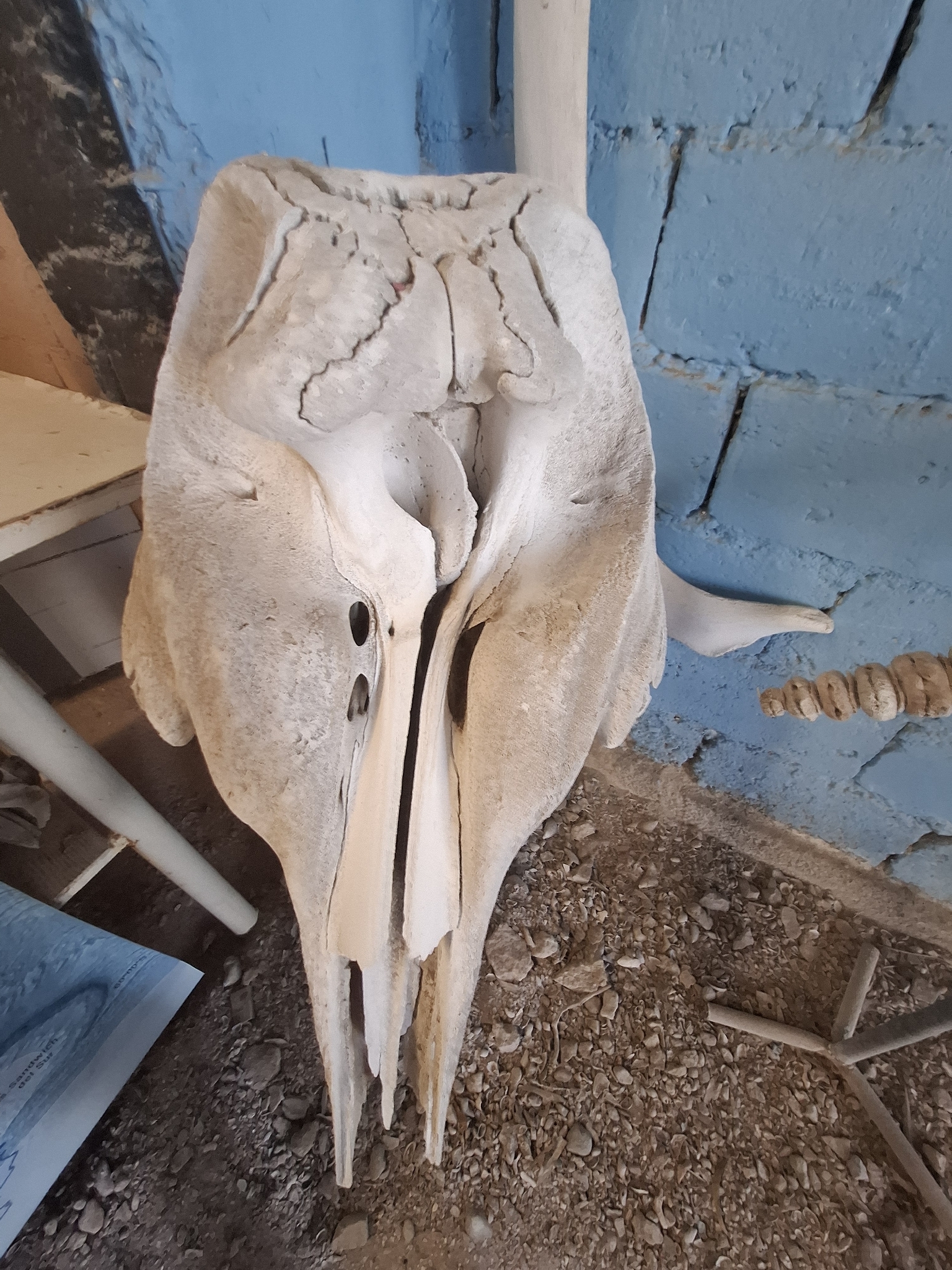 Hyperoodon planifrons