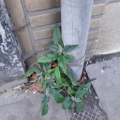 Buddleja davidii