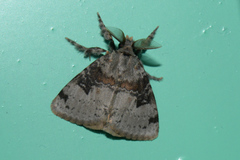 Ilema costalis