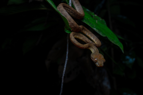 Brown Tree Snake — seen at this dive site