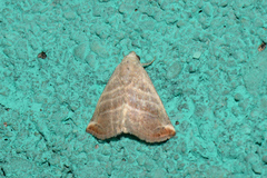 Eublemma baccalix