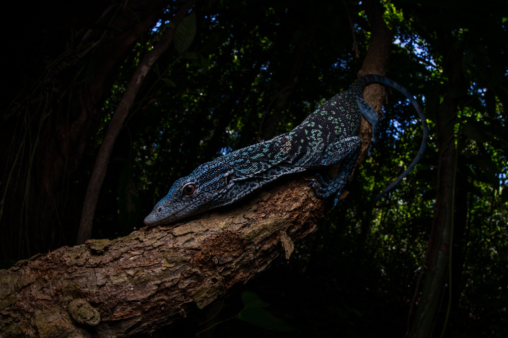 Blue Speckled Tree Monitor