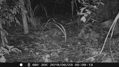 Didelphis marsupialis