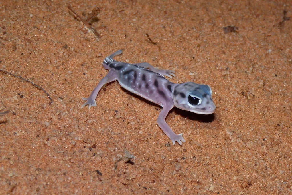 Pernatty Knob-Tail