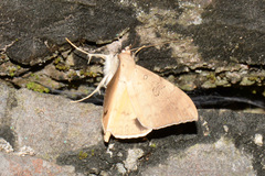 Oxyodes scrobiculata