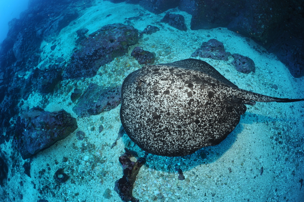 Round ribbontail ray with marbled skin gliding over rocky reef