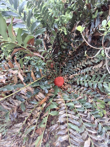 Encephalartos ferox