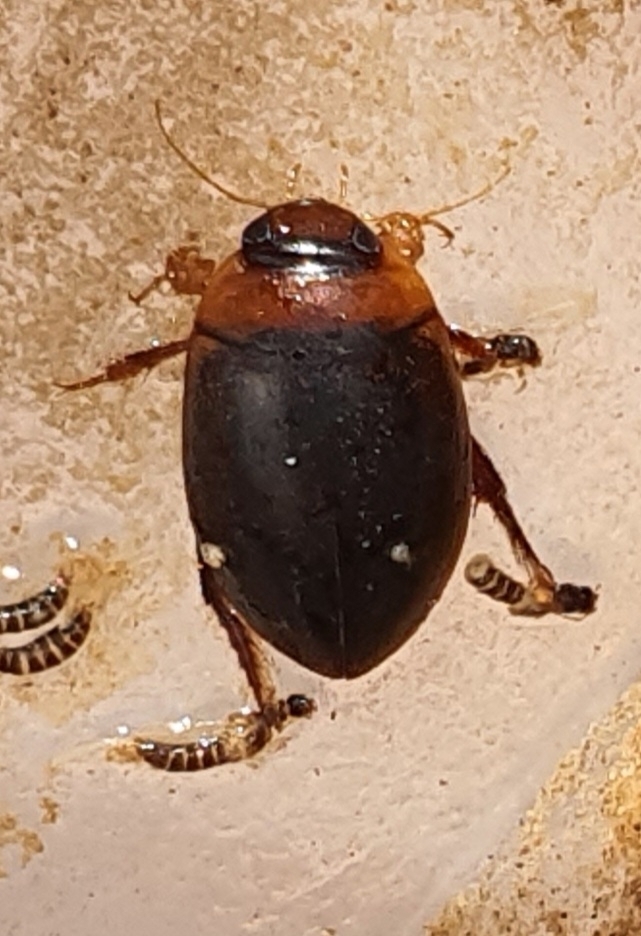 Hydaticus servillianus