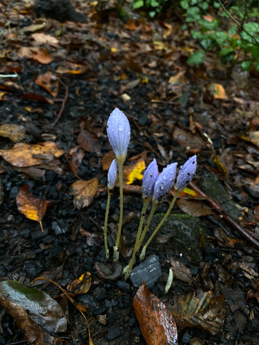 Crocus pulchellus, photograph 4