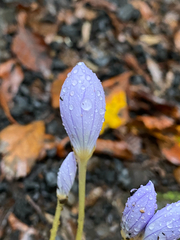 Crocus pulchellus, photograph (c) Mehmet, some rights reserved (CC BY)