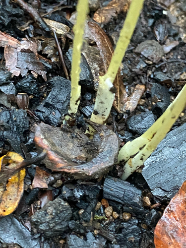 Crocus pulchellus, photograph 6