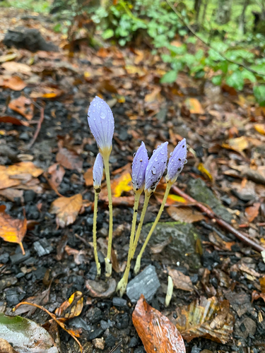 Crocus pulchellus, photograph 5