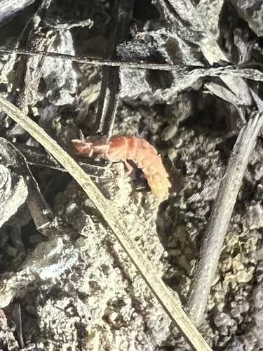 iNaturalist observation photo of Microphotus
