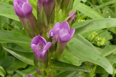 Gentianella austriaca