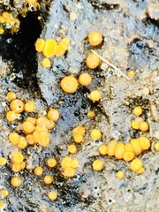 Hydropisphaera peziza