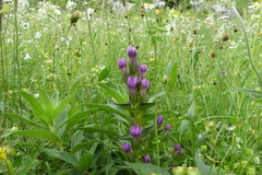 Gentianella austriaca
