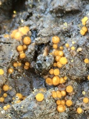 Hydropisphaera peziza