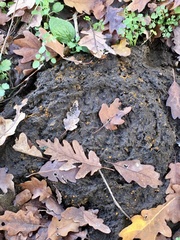 Hydropisphaera peziza