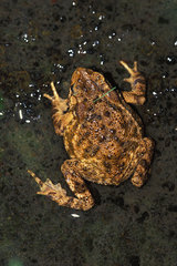 Ingerophrynus biporcatus