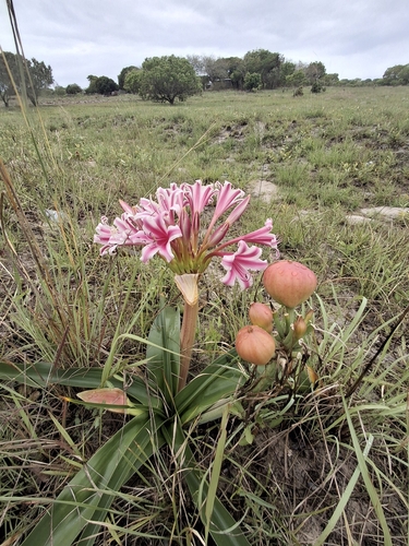 Crinum stuhlmannii, photograph 5