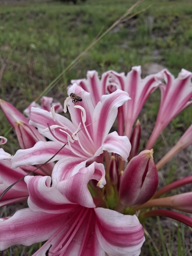 Crinum stuhlmannii, photograph 6