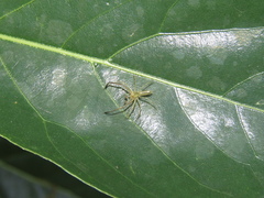 Lyssomanes pauper