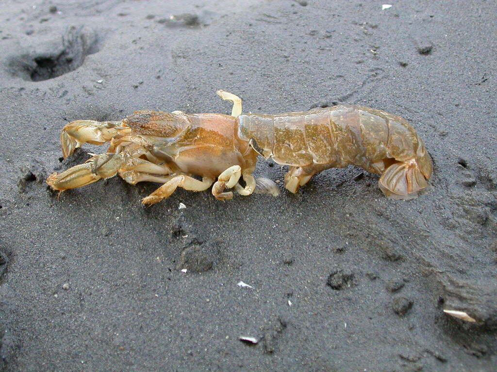 Japanese mud shrimp