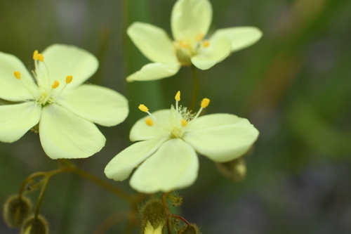 Drosera sulphurea (Drosera sulphurea)
