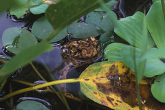 Ingerophrynus biporcatus