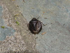 Antiteuchus mixtus