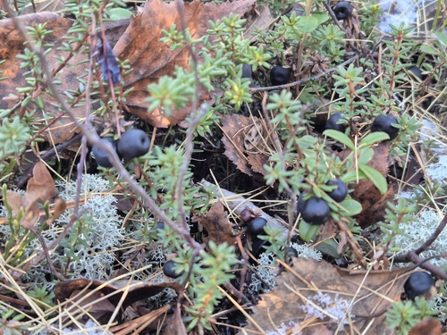 black crowberry