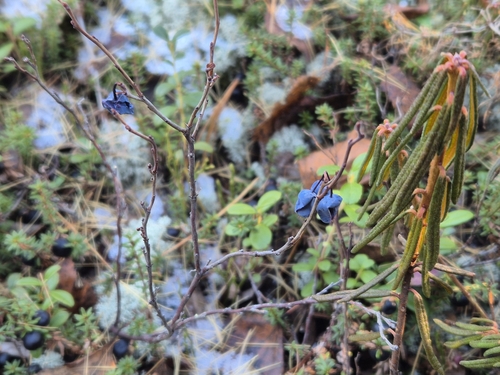 bog bilberry