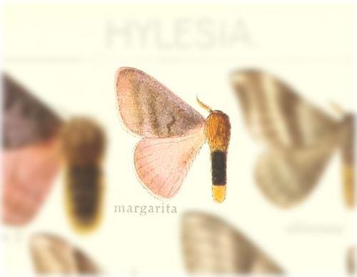 Hylesia ebalus