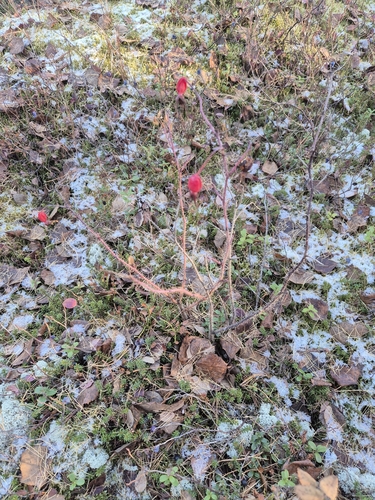 Prickly Wild Rose