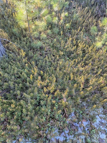 marsh Labrador tea
