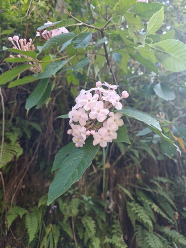 Luculia gratissima, photograph 1