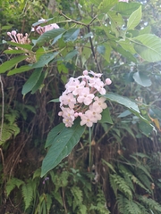 Luculia gratissima