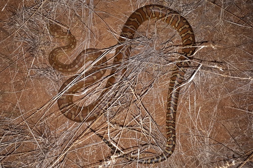 Centralian Carpet Python sighting