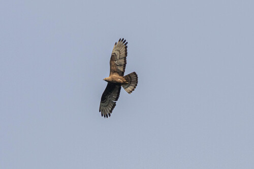 Abejero europeo (Pernis apivorus)