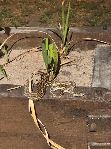 Jungle Carpet Python sighting