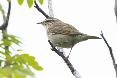 Mosquitero boreal (Phylloscopus borealis)