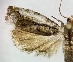 Proteoteras naracana